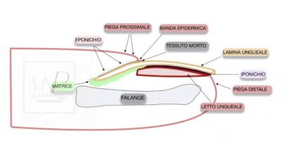 Anatomia unghia naturale