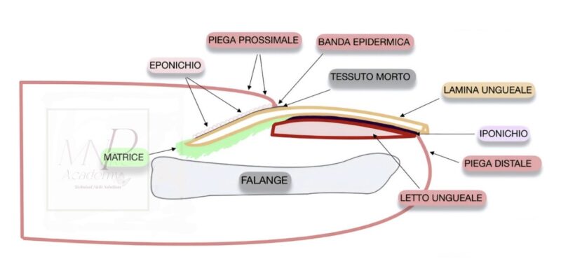 Anatomia unghia naturale