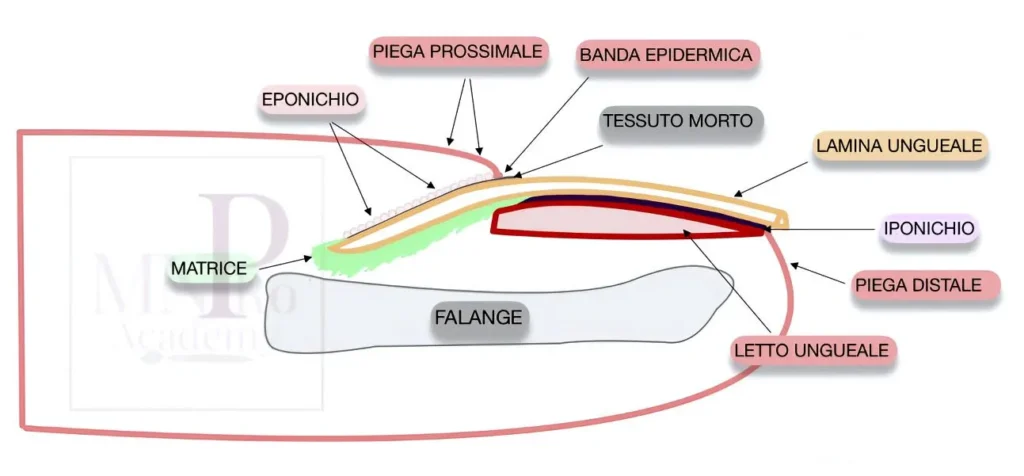l'anatomia dell'unghia naturale
