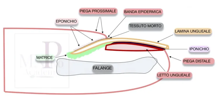 l'anatomia dell'unghia naturale